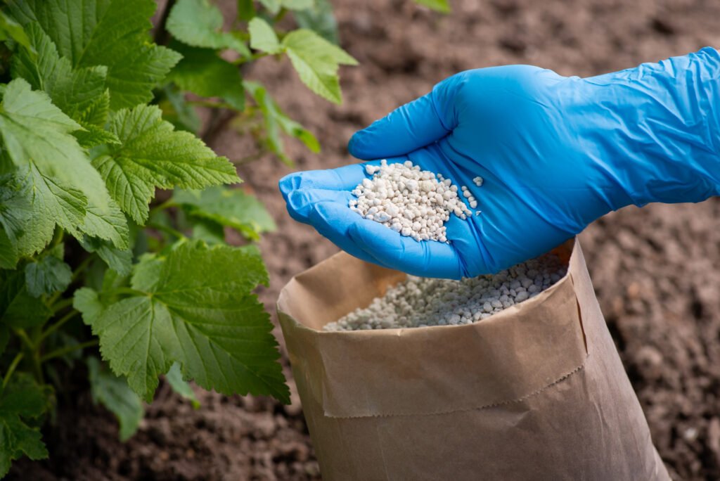 fertilizing bushes of currant with granulated fertilizer. hand in glove holds some fertilizer