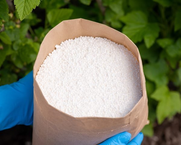 paper bag with fertilizer against bush of currant in the garden. fertilizing plants in garden concept